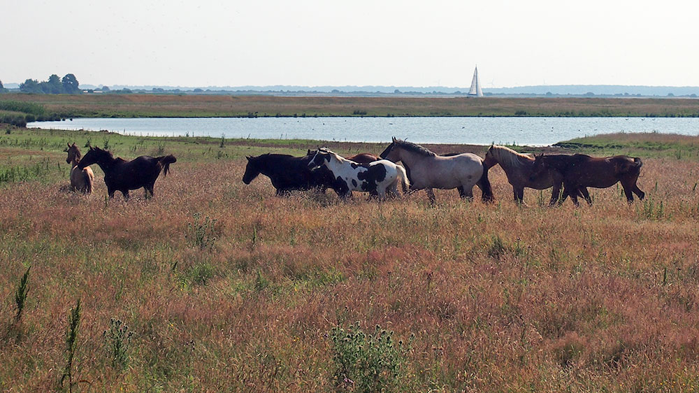 blauwasser_segeln_charter_ostsee_deutschland_mecklenburg_vorpommern_hiddensee_pferde