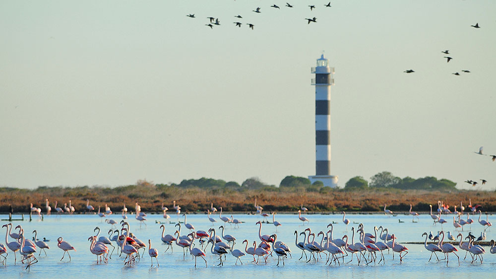 blauwasser_segeln_charter_spanien_ebro_delta_flamingos