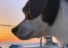 Hunde an Bord von Yachten – Fünf Tipps für entspanntes Segeln