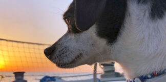 Hunde an Bord von Yachten – Fünf Tipps für entspanntes Segeln