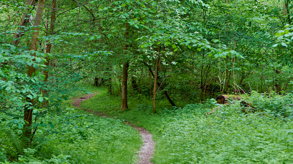 blauwasser_segeln_rund_ruegen_tipps_gustow_wald