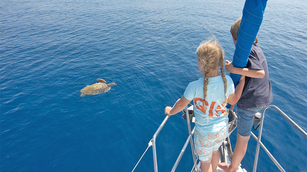 blauwasser_segelreise_charterreise_mit_Kindern_schildkroete