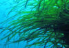 Das Seegras Posidonia: Vorsicht beim Ankern auf den Balearen!
