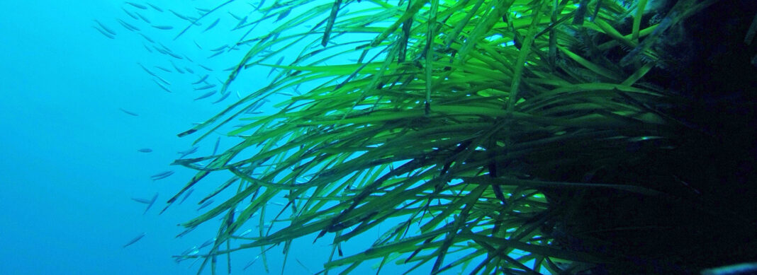 blauwasser_spanien_balearen_posidonia_seegras_header