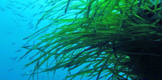 Das Seegras Posidonia: Vorsicht beim Ankern auf den Balearen!