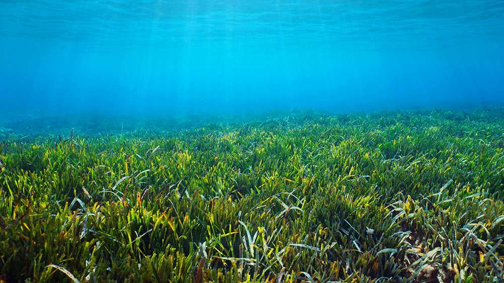 blauwasser_spanien_balearen_posidonia_seegras_unterwasser