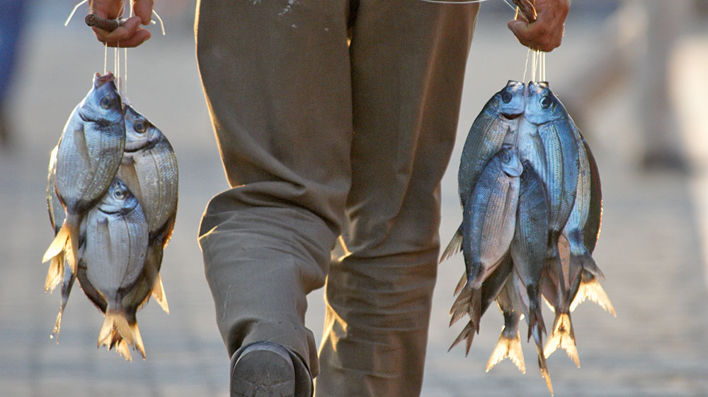 blauwasser_tuerkei_fische