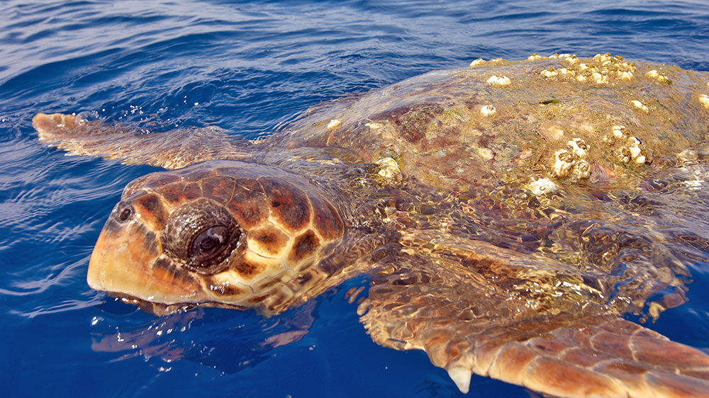 blauwasser_tuerkei_schildkroete