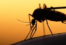 Ungeziefer- und Insektenschutz in den Tropen an Bord von Yachten