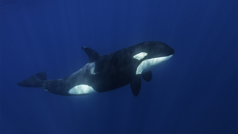 blauwasser_untergang_milu_rettung_orca