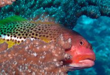 Ciguatera – die unsichtbare Gefahr beim Angeln (Fischvergiftung)