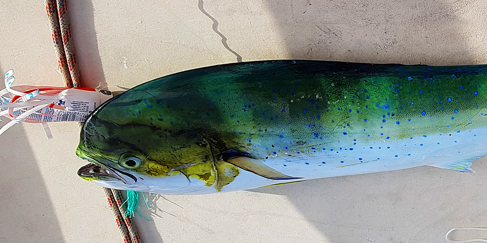 mahi_mahi_Koeder
